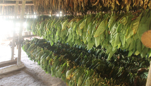 tabaksvelden-cohiba-vinales