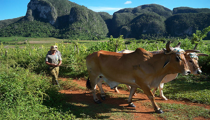 valleitour-vinales-land-bewerken